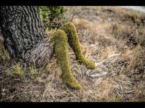 how are trees similar to humans